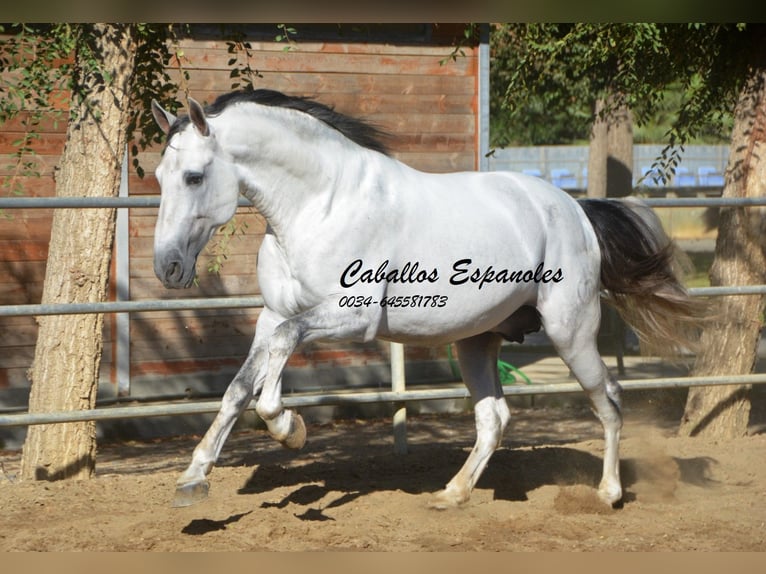 PRE Hengst 6 Jaar 166 cm Schimmel in Vejer de la Frontera