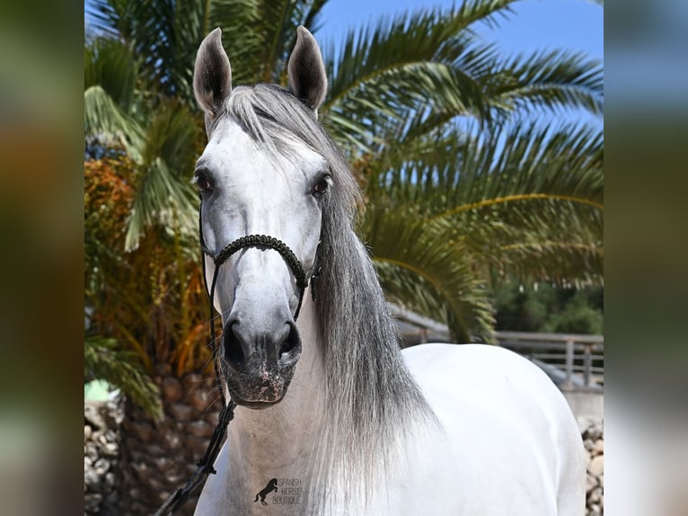 PRE Hengst 6 Jaar 166 cm Schimmel in Menorca