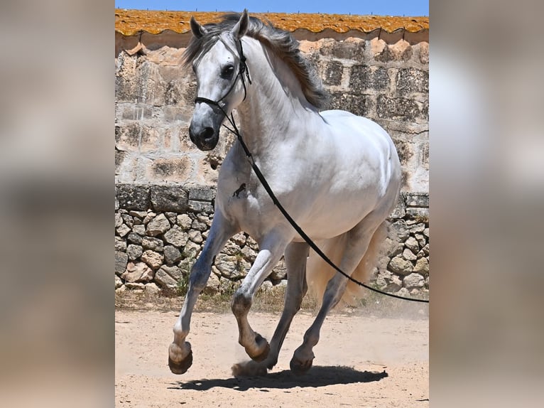 PRE Hengst 6 Jaar 166 cm Schimmel in Menorca