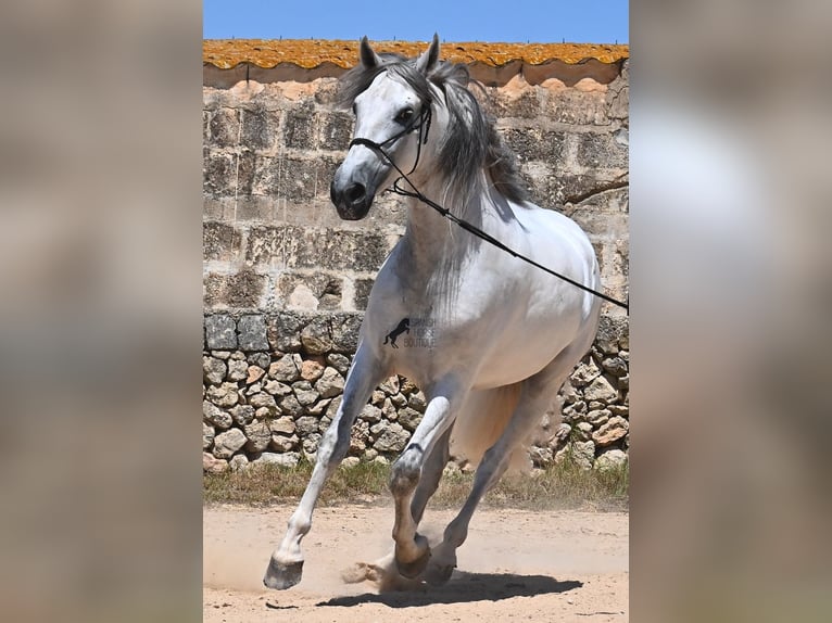 PRE Hengst 6 Jaar 166 cm Schimmel in Menorca