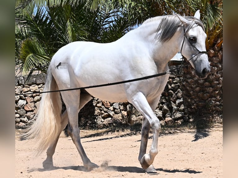 PRE Hengst 6 Jaar 166 cm Schimmel in Menorca