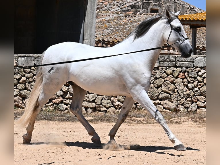 PRE Hengst 6 Jaar 166 cm Schimmel in Menorca