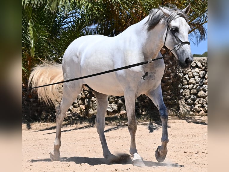 PRE Hengst 6 Jaar 166 cm Schimmel in Menorca