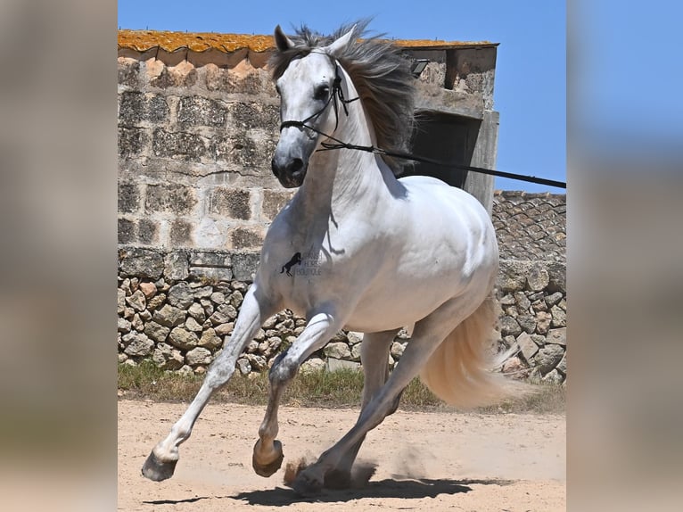 PRE Hengst 6 Jaar 166 cm Schimmel in Menorca