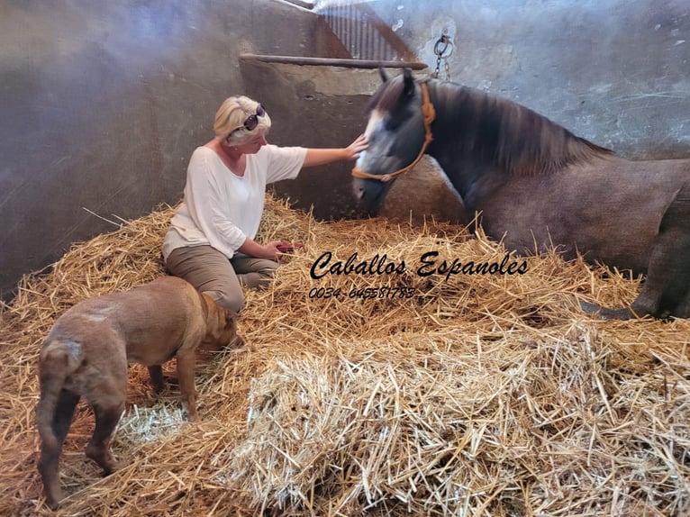 PRE Hengst 6 Jaar 167 cm Appelschimmel in Vejer de la Frontera