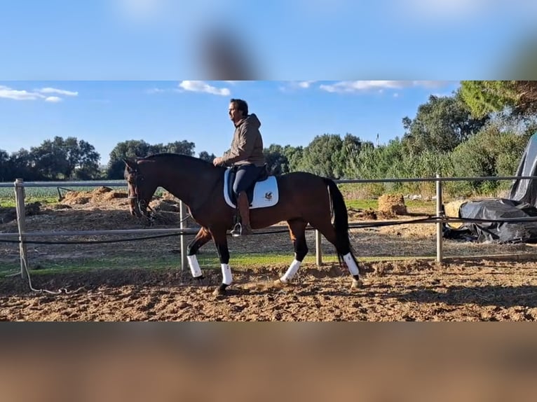 PRE Mix Hengst 6 Jaar 167 cm Bruin in Conil De La Frontera