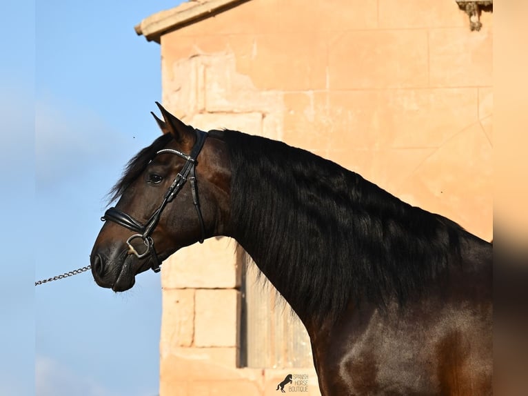 PRE Mix Hengst 6 Jaar 167 cm Donkerbruin in Waiblingen