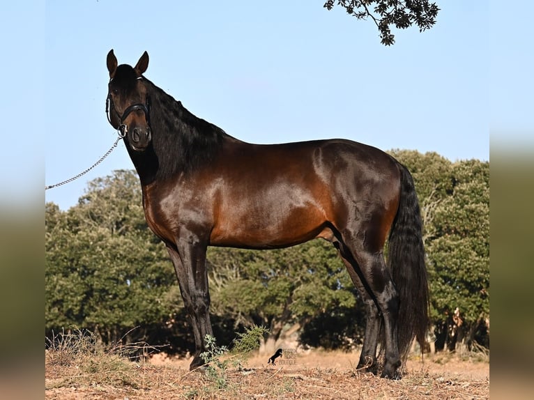 PRE Mix Hengst 6 Jaar 167 cm Donkerbruin in Waiblingen