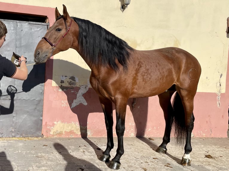 PRE Mix Hengst 6 Jaar 167 cm Lichtbruin in Granollers