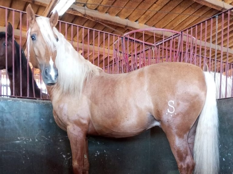 PRE Mix Hengst 6 Jaar 167 cm Palomino in Navas Del Madro&#xF1;o