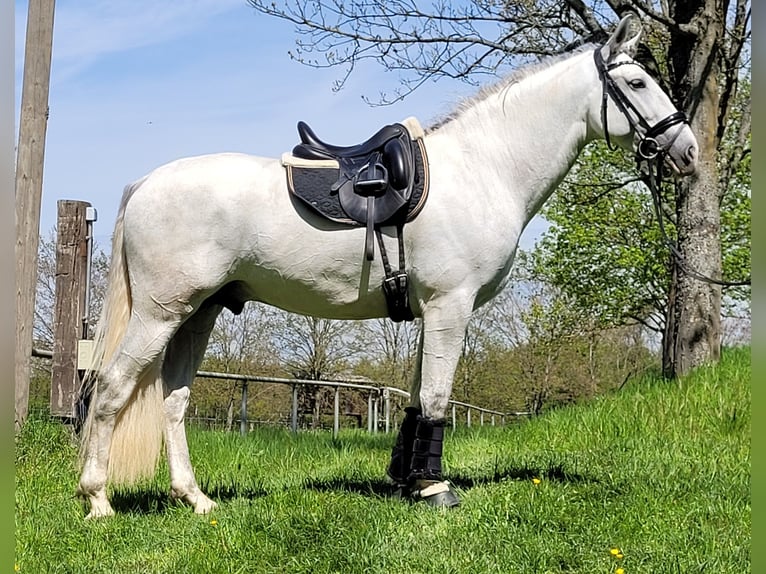 PRE Hengst 6 Jaar 167 cm Schimmel in Saarbrücken