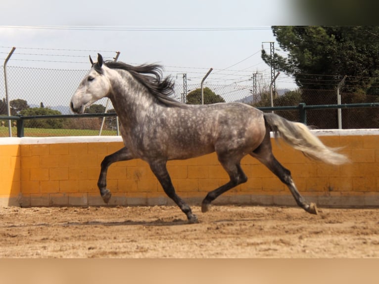 PRE Mix Hengst 6 Jaar 168 cm Appelschimmel in Hamburg
