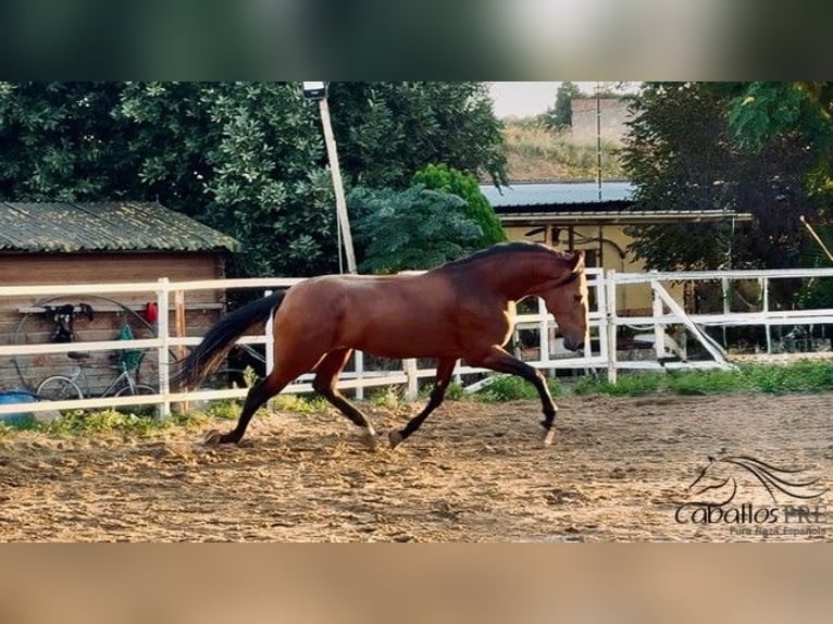 PRE Hengst 6 Jaar 168 cm Bruin in Barcelona
