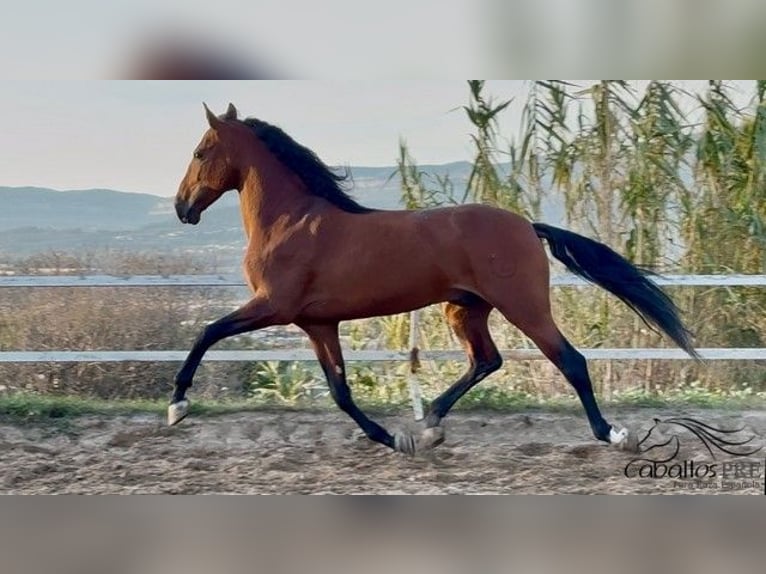 PRE Mix Hengst 6 Jaar 168 cm Bruin in Barcelona