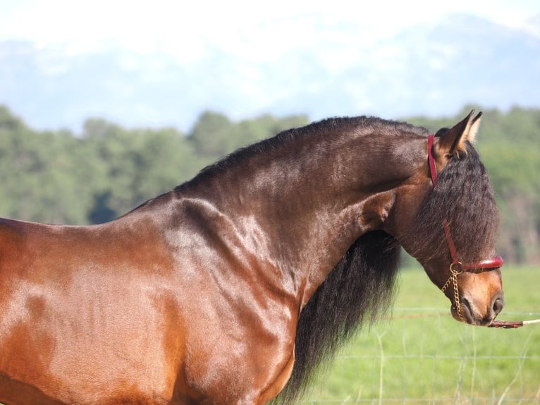 PRE Mix Hengst 6 Jaar 168 cm Bruin in Navas Del Madro&#xF1;o