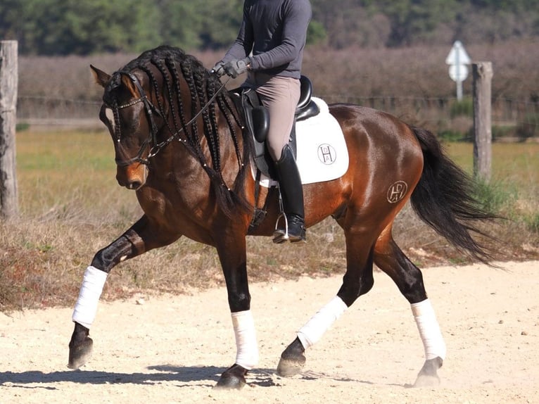 PRE Mix Hengst 6 Jaar 168 cm Bruin in Navas Del Madro&#xF1;o