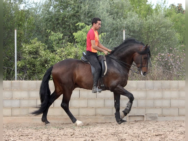 PRE Mix Hengst 6 Jaar 168 cm Donkerbruin in Valencia