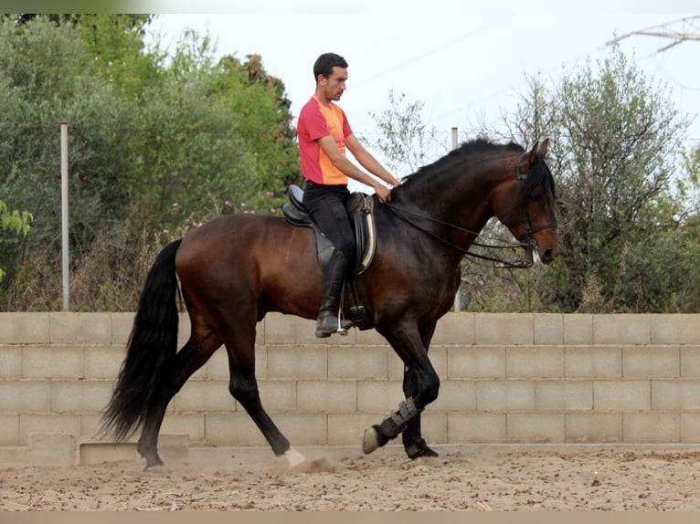 PRE Mix Hengst 6 Jaar 168 cm Donkerbruin in Valencia