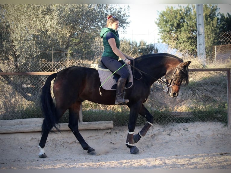 PRE Mix Hengst 6 Jaar 168 cm Donkerbruin in Valencia