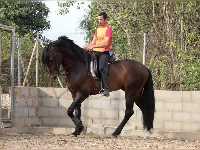 PRE Mix Hengst 6 Jaar 168 cm Donkerbruin in Valencia