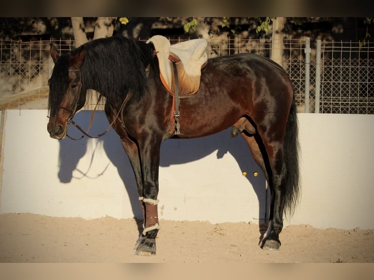 PRE Mix Hengst 6 Jaar 168 cm Donkerbruin in Valencia