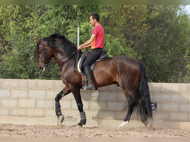 PRE Mix Hengst 6 Jaar 168 cm Donkerbruin in Valencia