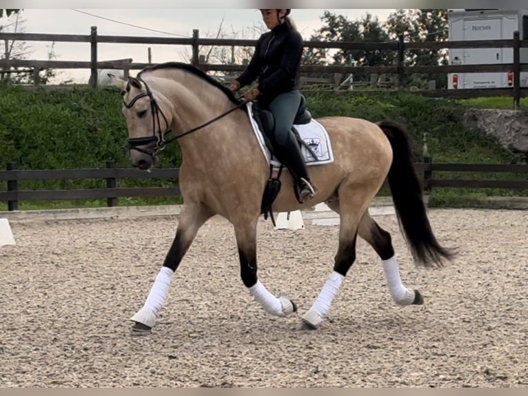 PRE Mix Hengst 6 Jaar 168 cm Falbe in Santa Perpetua de Mogoda PRE Mix Hengst 6 Jaar 168 cm Falbe in Santa Perpetua de Mogoda