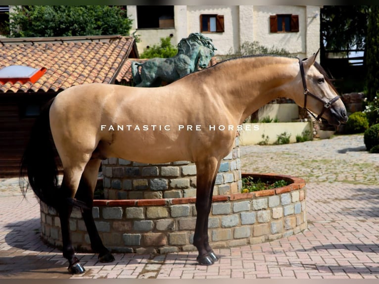 PRE Mix Hengst 6 Jaar 168 cm Falbe in Santa Perpetua de Mogoda PRE Mix Hengst 6 Jaar 168 cm Falbe in Santa Perpetua de Mogoda