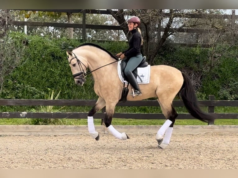 PRE Mix Hengst 6 Jaar 168 cm Falbe in Santa Perpetua de Mogoda PRE Mix Hengst 6 Jaar 168 cm Falbe in Santa Perpetua de Mogoda
