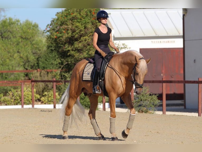 PRE Hengst 6 Jaar 168 cm Palomino in Los Barrios