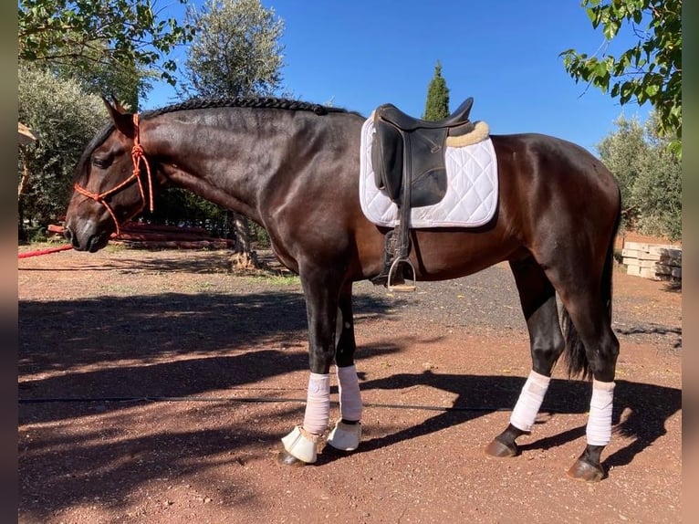PRE Mix Hengst 6 Jaar 168 cm Roodbruin in MADRID