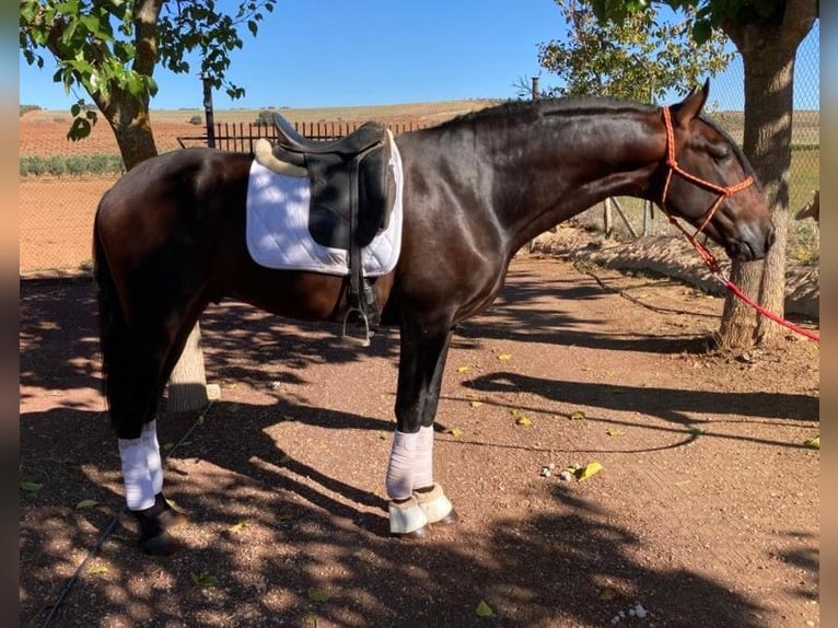 PRE Mix Hengst 6 Jaar 168 cm Roodbruin in MADRID
