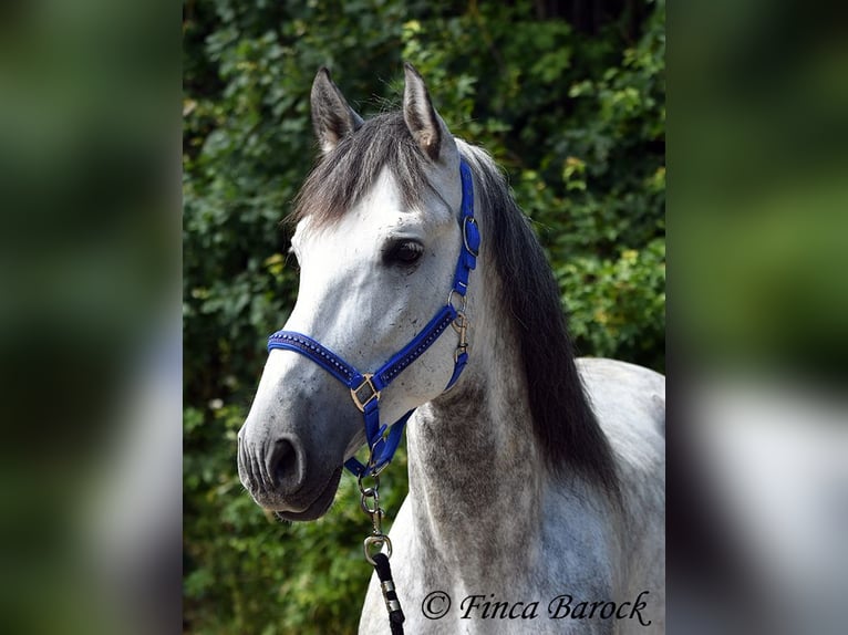 PRE Hengst 6 Jaar 168 cm Schimmel in Wiebelsheim