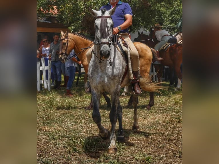 PRE Mix Hengst 6 Jaar 168 cm Schimmel in Pedro Valiente