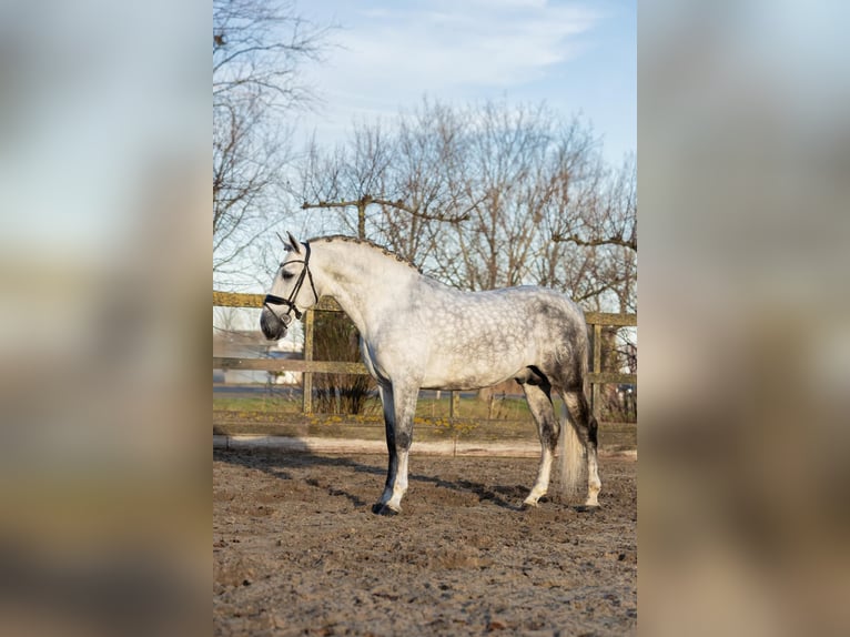 PRE Hengst 6 Jaar 168 cm Schimmel in Poeldijk
