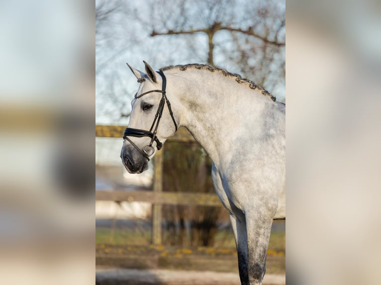 PRE Hengst 6 Jaar 168 cm Schimmel in Poeldijk