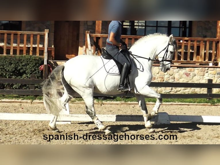 PRE Mix Hengst 6 Jaar 168 cm Schimmel in Barcelona