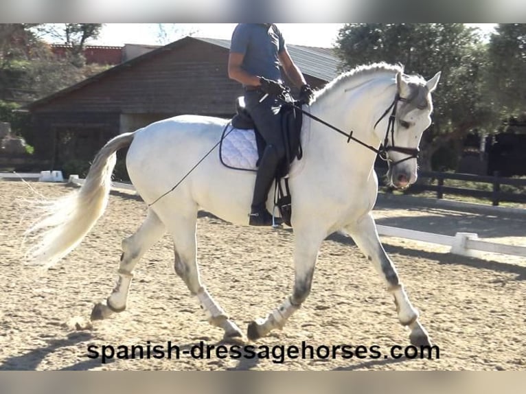 PRE Mix Hengst 6 Jaar 168 cm Schimmel in Barcelona