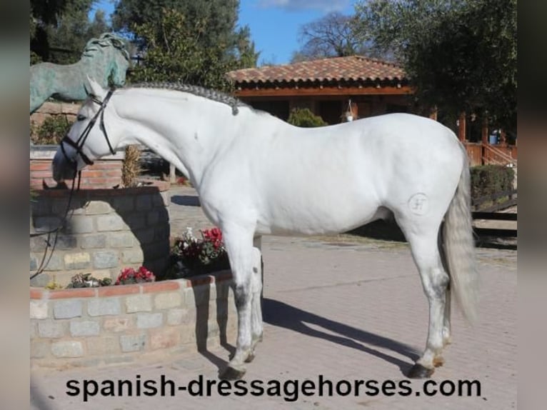 PRE Mix Hengst 6 Jaar 168 cm Schimmel in Barcelona