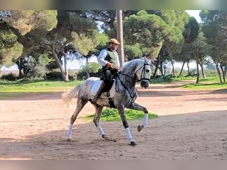 PRE Hengst 6 Jaar 169 cm Schimmel in Sanlucar