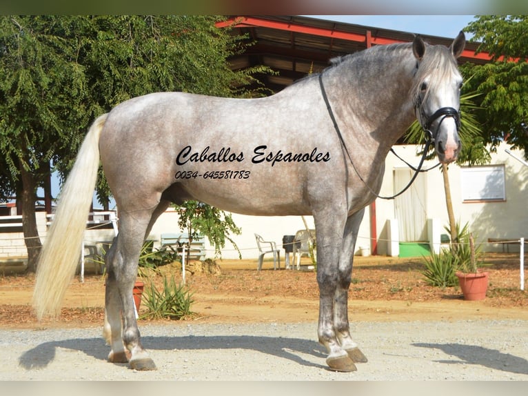 PRE Hengst 6 Jaar 169 cm Schimmel in Vejer de la Frontera