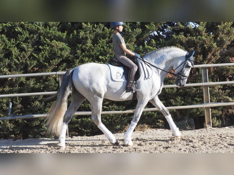 PRE Mix Hengst 6 Jaar 169 cm Schimmel in NAVAS DEL MADRONO