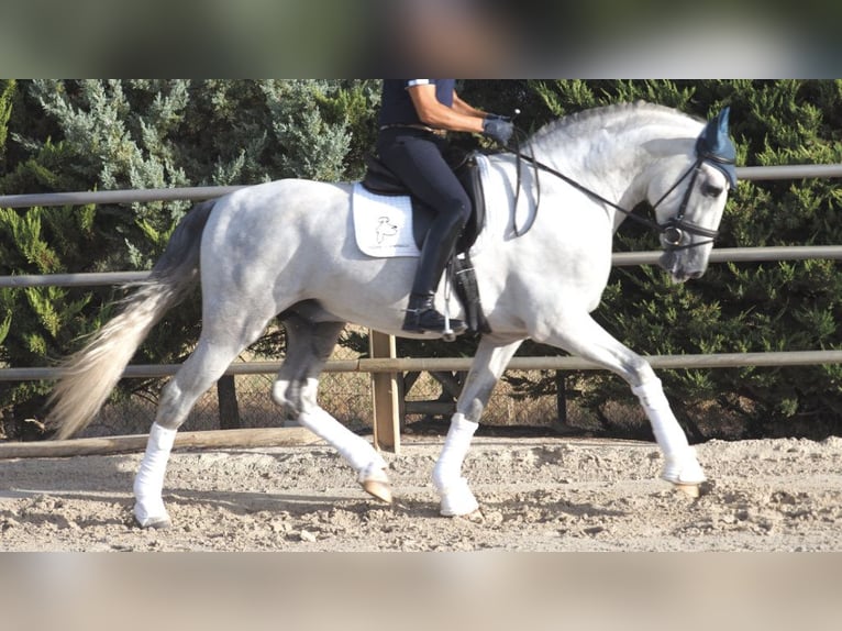 PRE Mix Hengst 6 Jaar 169 cm Schimmel in NAVAS DEL MADRONO