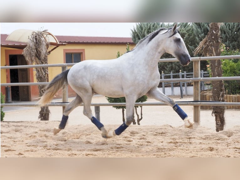 PRE Mix Hengst 6 Jaar 169 cm Schimmel in NAVAS DEL MADRONO