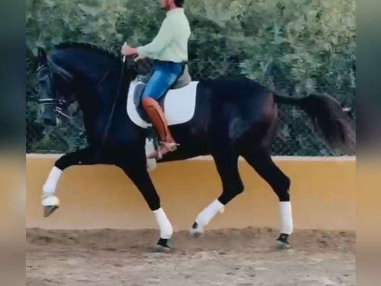 PRE Mix Hengst 6 Jaar 170 cm Appelschimmel in Santa Perpetua de Mogoda