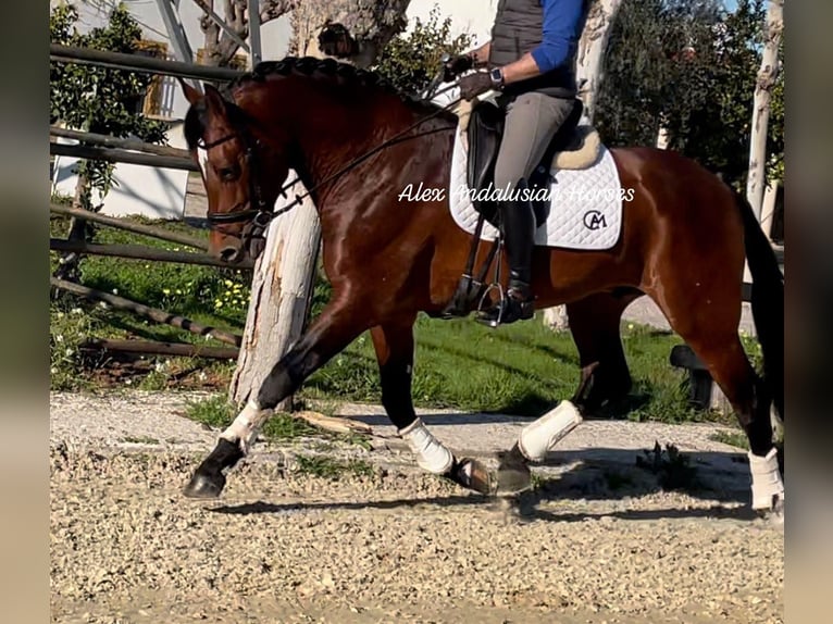 PRE Mix Hengst 6 Jaar 170 cm Bruin in Sevilla