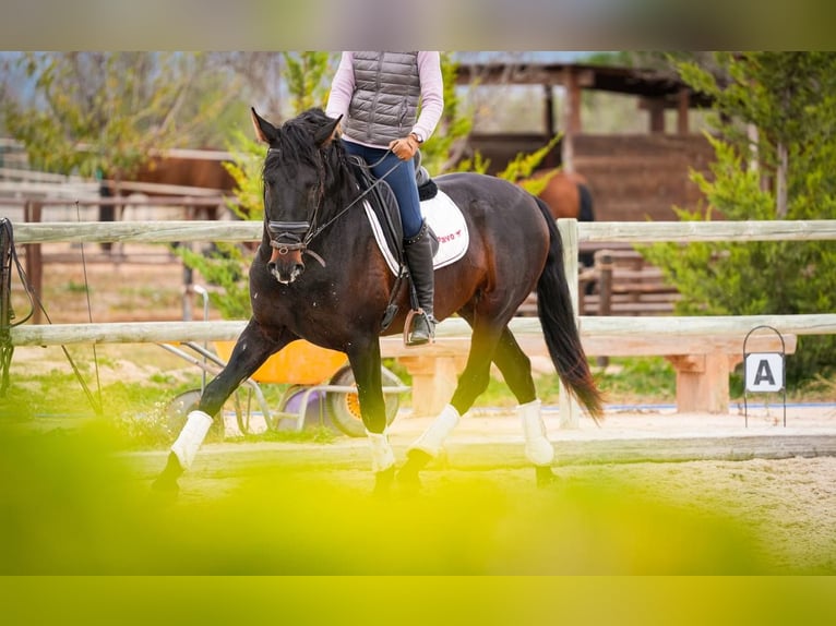 PRE Mix Hengst 6 Jaar 170 cm Donkerbruin in Rafelguaraf