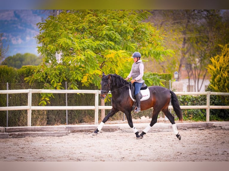 PRE Mix Hengst 6 Jaar 170 cm Donkerbruin in Rafelguaraf