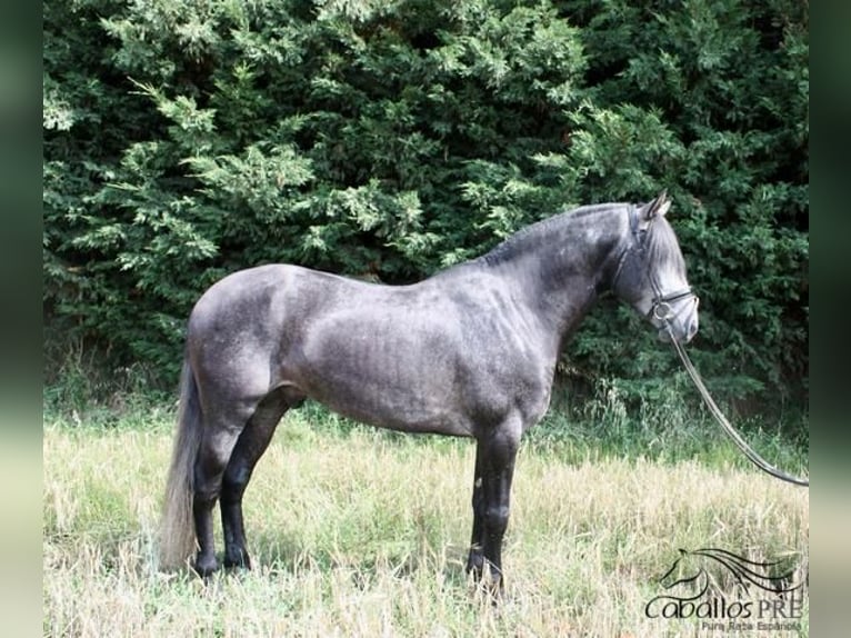 PRE Hengst 6 Jaar 170 cm Schimmel in Leon