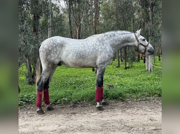 PRE Hengst 6 Jaar 170 cm Schimmel in Rovello Porro
